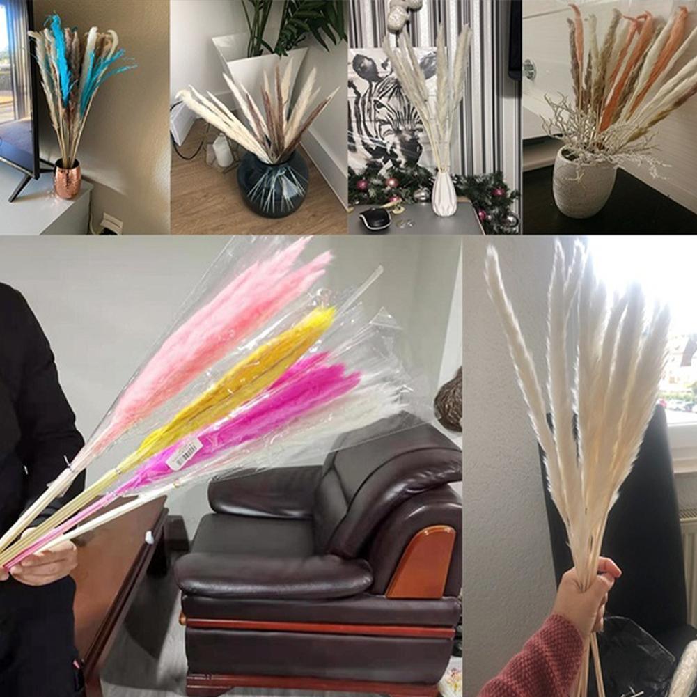 Real Dried Grass Reed Flower Natural Dry Small Bulrush Bouquet Pampas Reeds Home Decoration Wedding Decor Pompass Grass Branches for Vase Artificial Grass Room Décor Wedding Decorations
